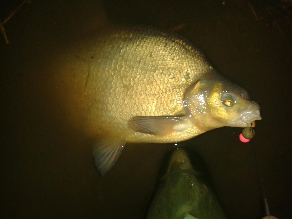 my hobby  - 5530315175962216316701873264119n.jpg